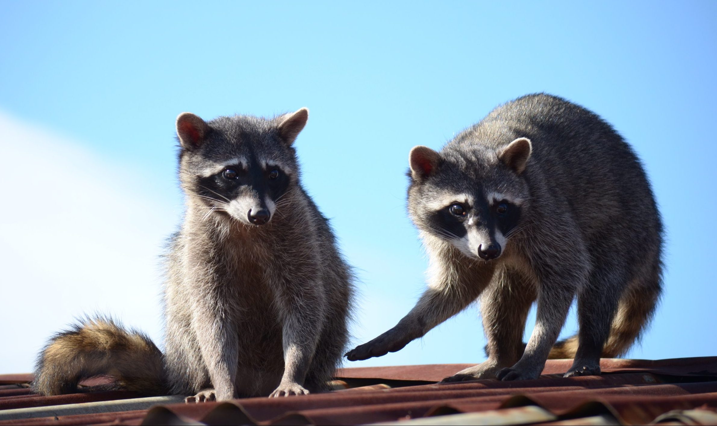 Mapaches urbanos: causas de su presencia y cómo manejarlos adecuadamente