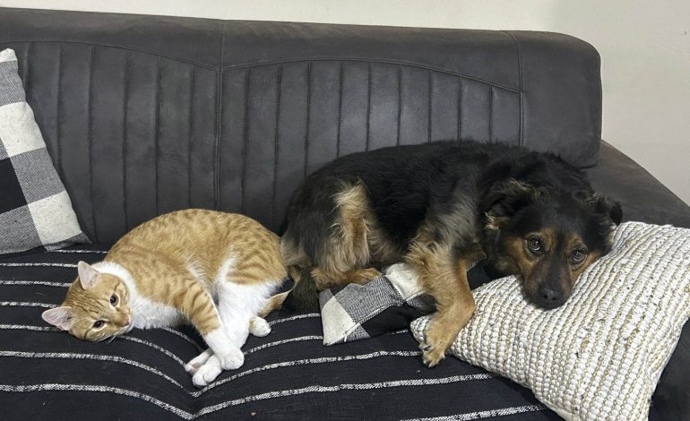 Seis de cada diez hogares en Costa Rica tienen perros o gatos, según el INEC