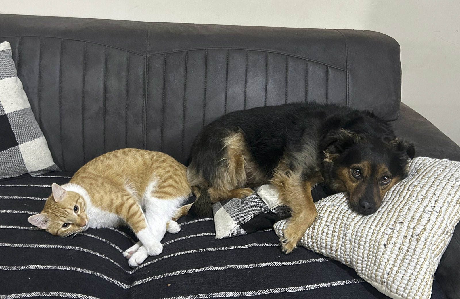 Seis de cada diez hogares en Costa Rica tienen perros o gatos, según el INEC