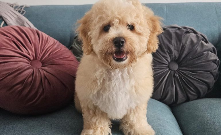 Alerta por Distemper Canino: Colegio de Médicos Veterinarios insta a vacunar a las mascotas