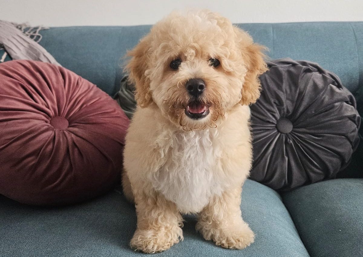 Alerta por Distemper Canino: Colegio de Médicos Veterinarios insta a vacunar a las mascotas