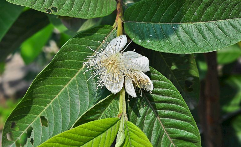 Guía de Plantas Dulces promueve la siembra de especies nativas en Curridabat