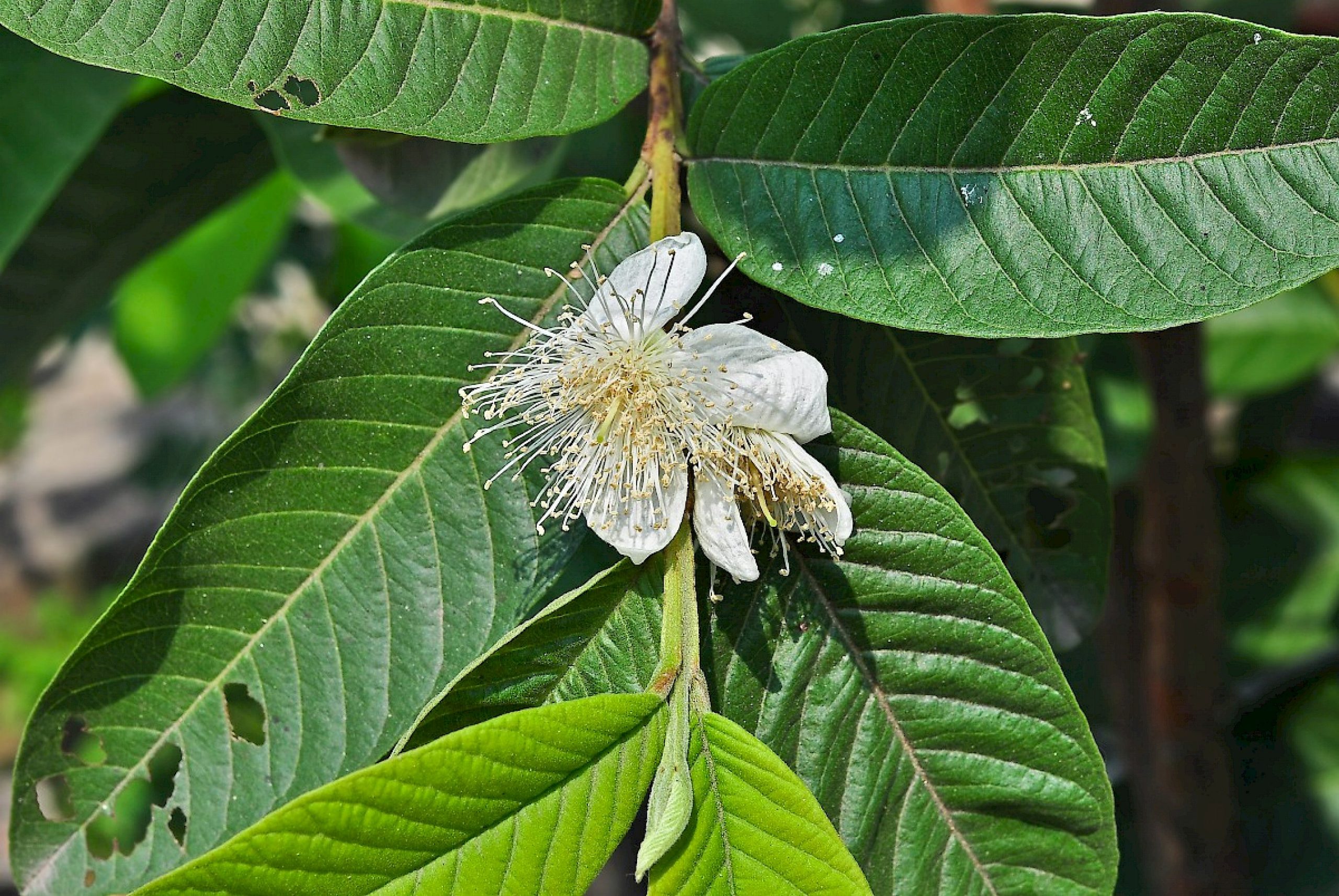 Guía de Plantas Dulces promueve la siembra de especies nativas en Curridabat