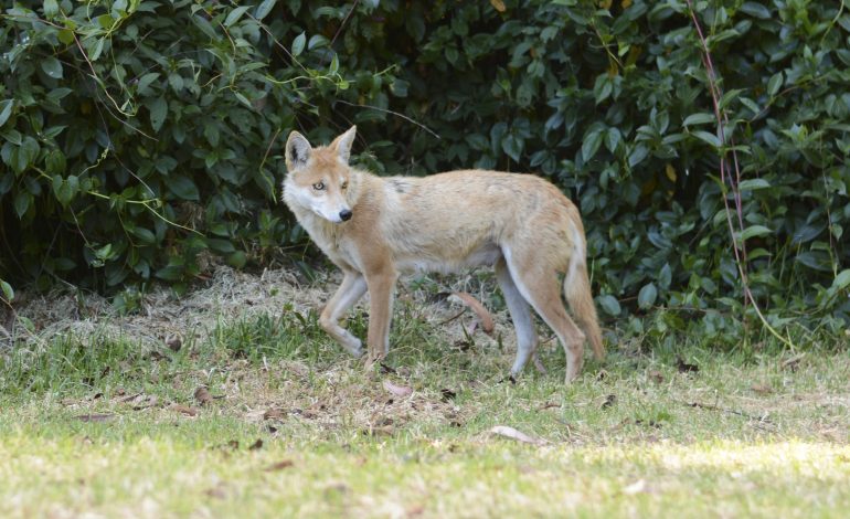 Coyotes en zonas urbanas: causas de su presencia y cómo manejarlos adecuadamente