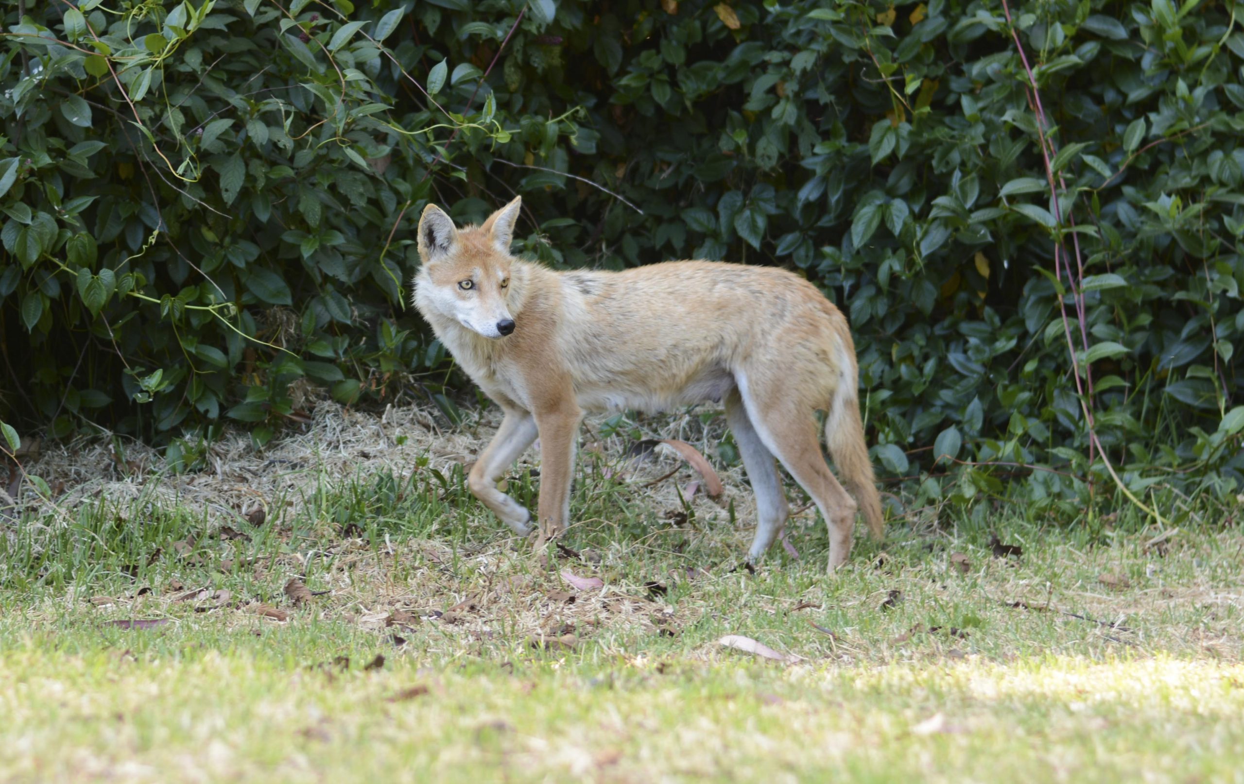 Coyotes en zonas urbanas: causas de su presencia y cómo manejarlos adecuadamente