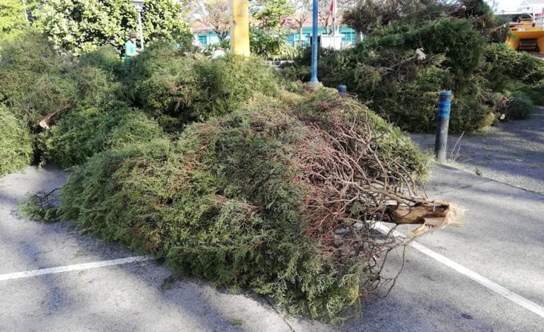 Estas son las fechas de recolección de árboles de Navidad en Curridabat