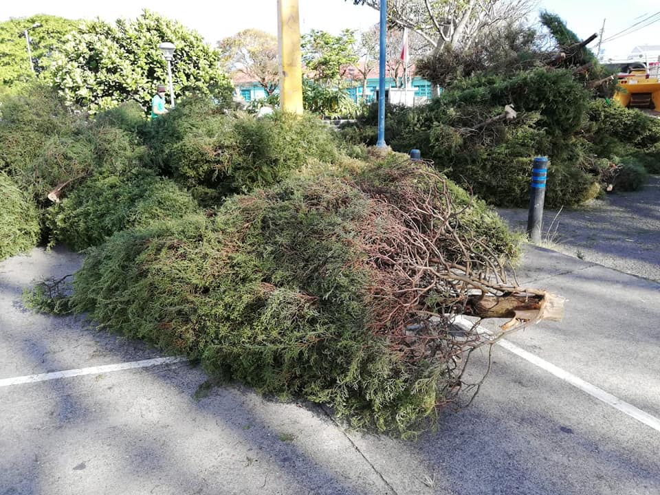 Estas son las fechas de recolección de árboles de Navidad en Curridabat