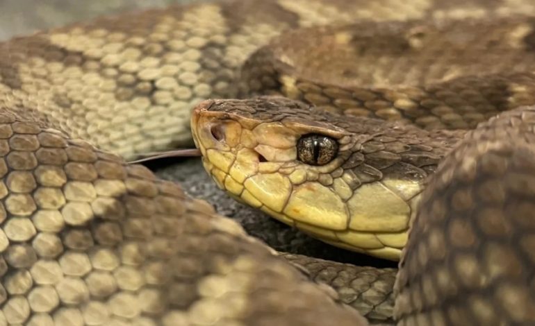 Instituto Clodomiro Picado lanza aplicación móvil para identificar serpientes venenosas