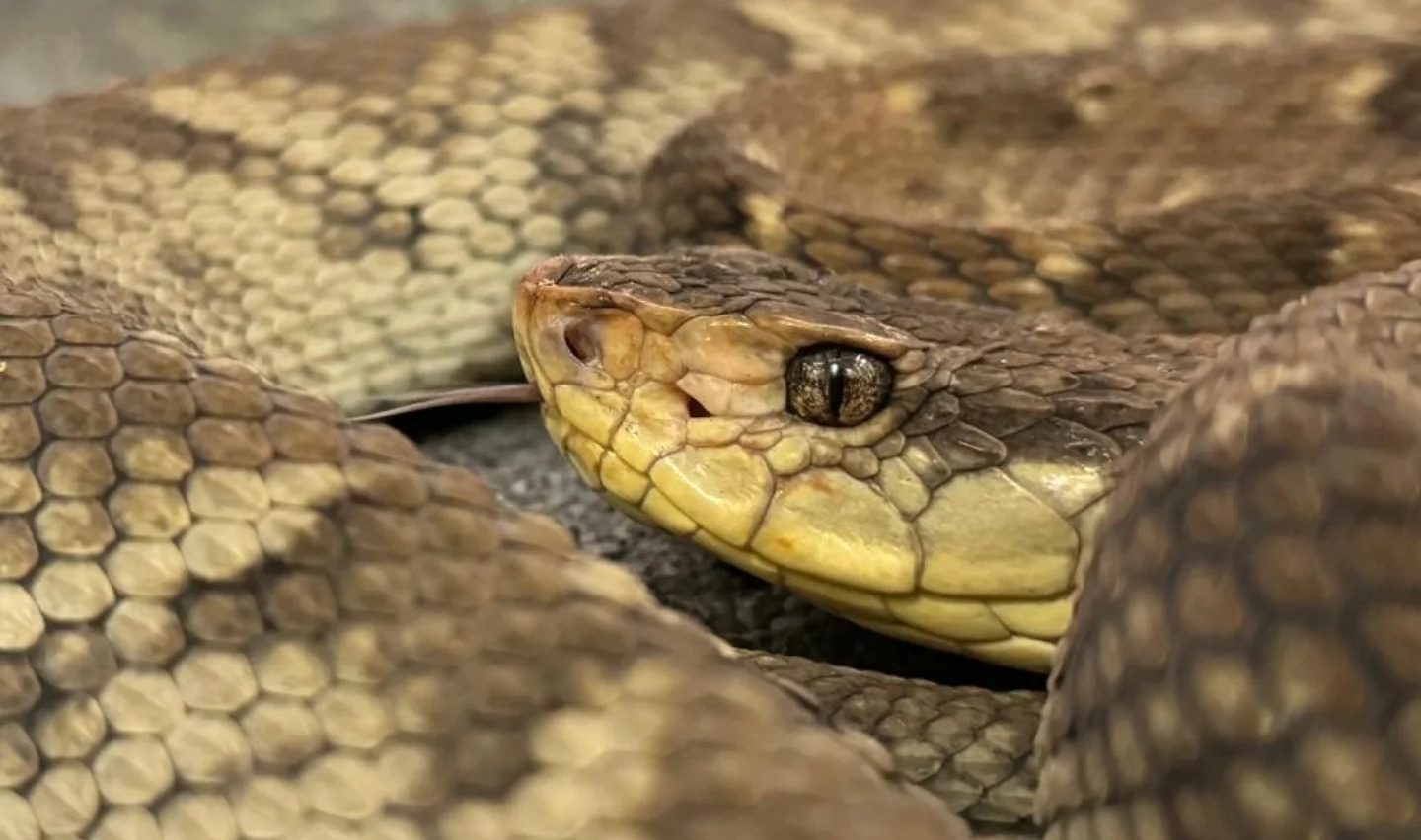 Instituto Clodomiro Picado lanza aplicación móvil para identificar serpientes venenosas