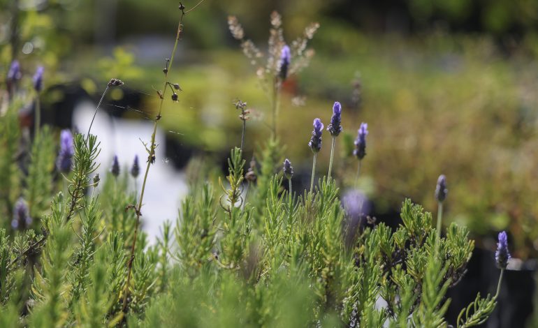 ¿Por qué en Curridabat se promueve la siembra de especies nativas?