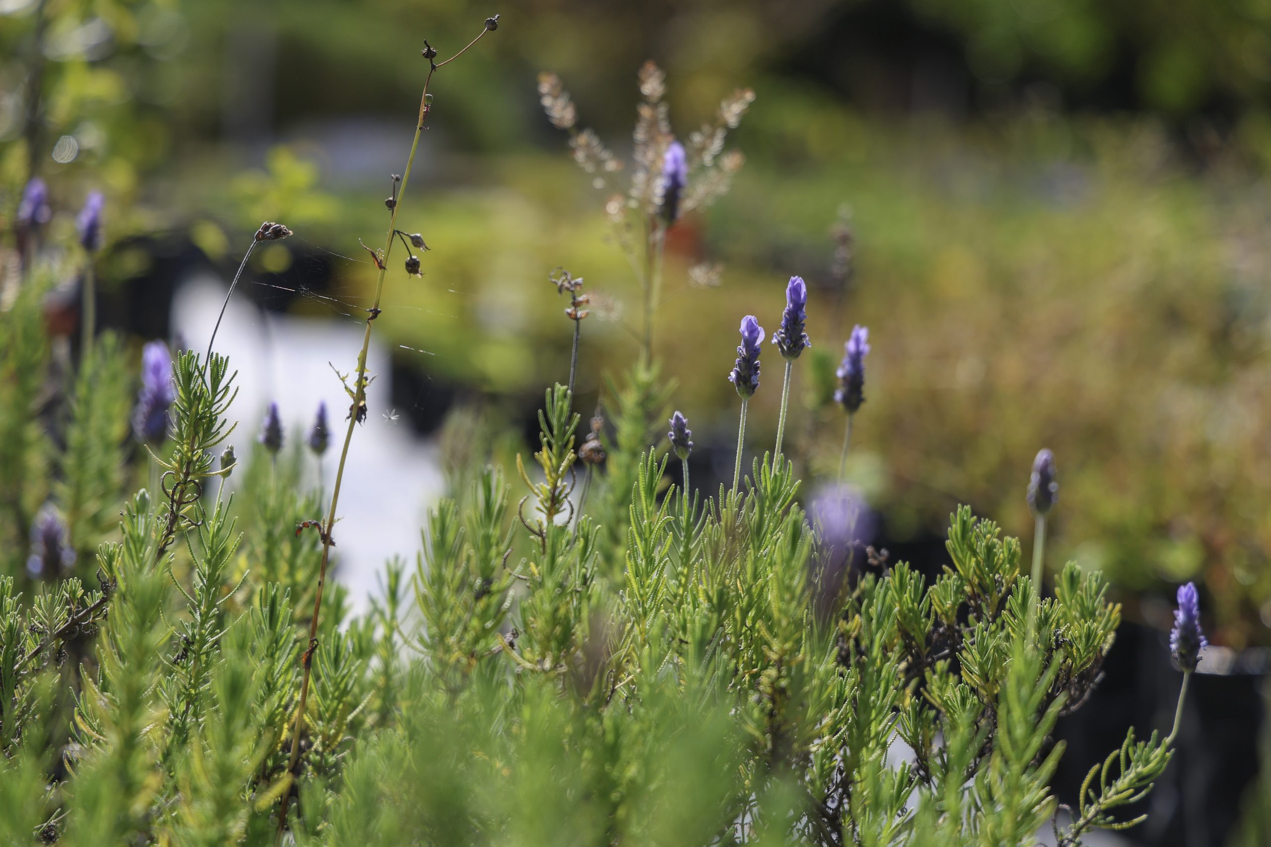 ¿Por qué en Curridabat se promueve la siembra de especies nativas?