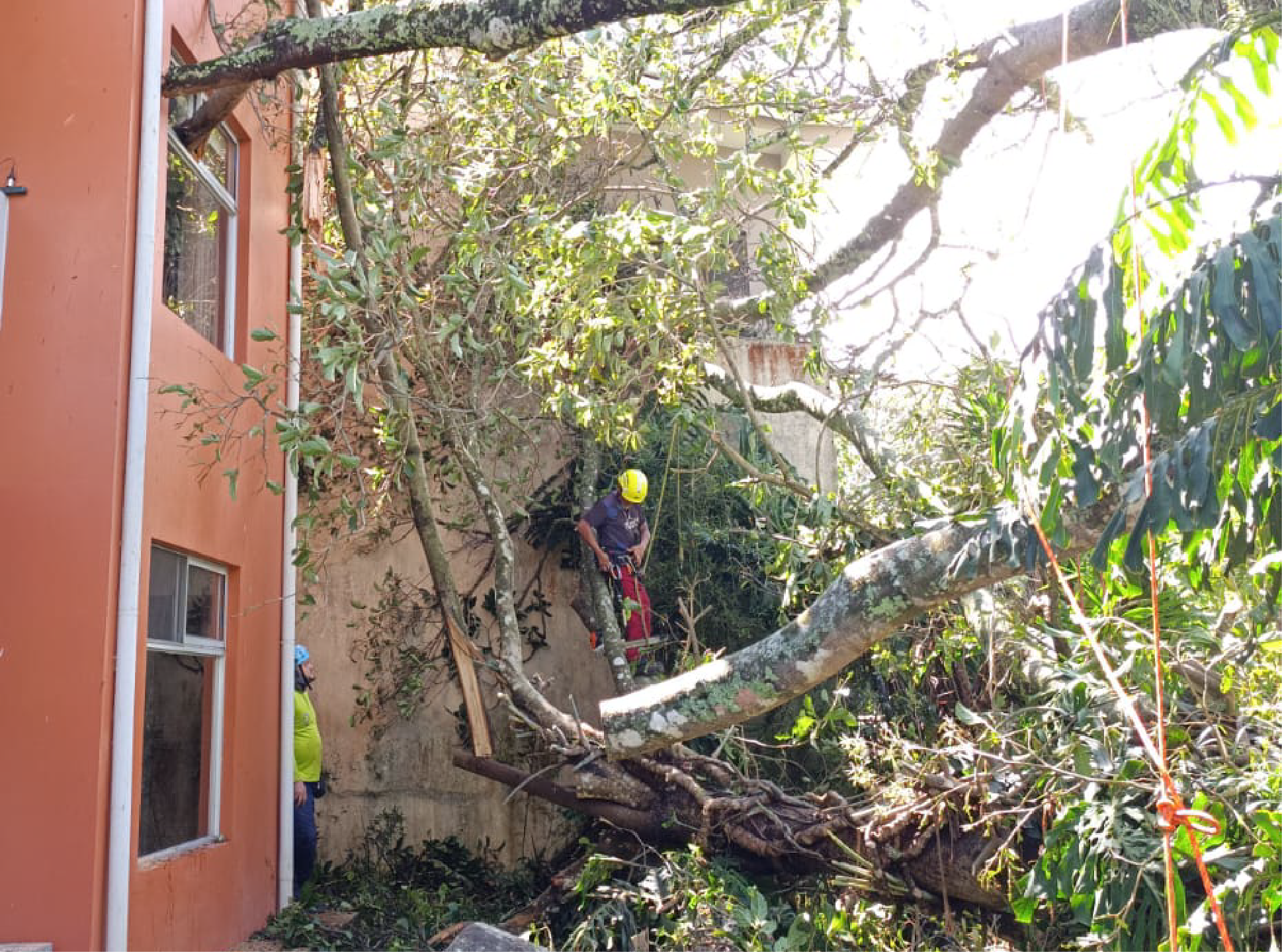 Lluvias provocan caída de árboles y afectaciones en varios sectores de Curridabat